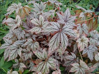 Begonia benitochiba